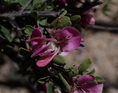 Indigofera nigromontana