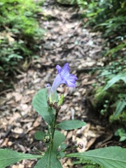 Strobilanthes formosana