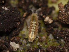 Trichoniscus pygmaeus