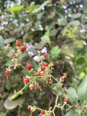 Tetracera indica