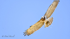 Circaetus gallicus