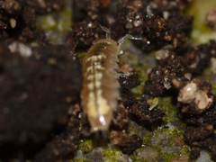 Trichoniscus pygmaeus