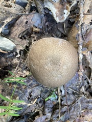 Aureoboletus russellii