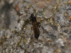 Thysanoptera
