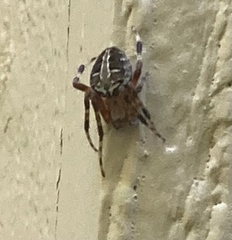 Neoscona domiciliorum