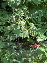 Sambucus racemosa