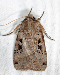 Xestia normanianus