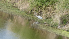 Ardea cinerea cinerea