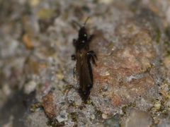 Thysanoptera