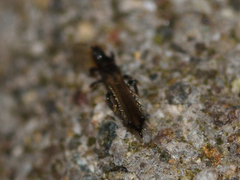 Thysanoptera