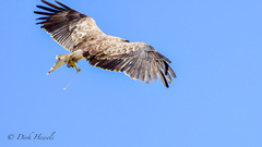 Circaetus gallicus