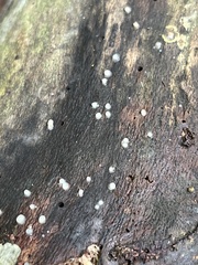 Helicogloea compressa