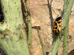 Murgantia histrionica