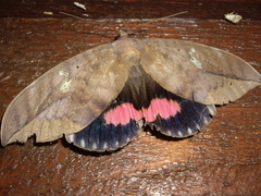 Phyllodes imperialis