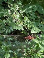 Sambucus racemosa