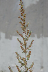 Artemisia campestris