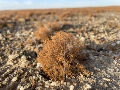 Teloschistes capensis