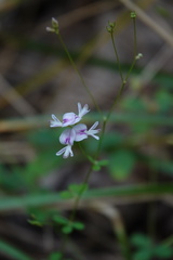 Lespedeza procumbens
