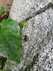 Incilius marmoreus