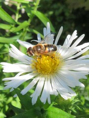Eristalis pertinax