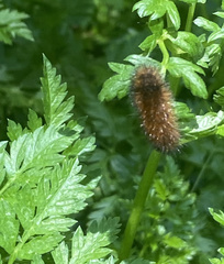 Phragmatobia fuliginosa