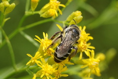 Callandrena
