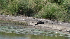 Anastomus lamelligerus