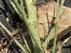 Murgantia histrionica