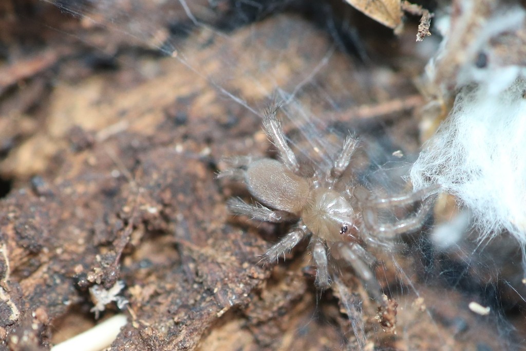 Euagrus comstocki