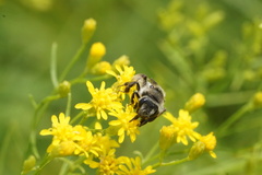 Callandrena
