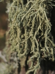 Evernia mesomorpha
