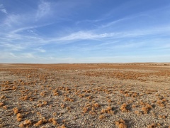 Teloschistes capensis