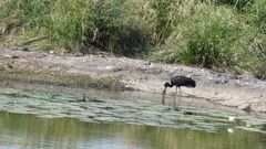 Anastomus lamelligerus