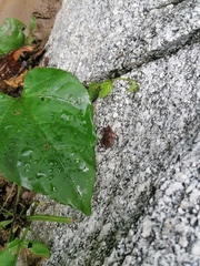 Incilius marmoreus