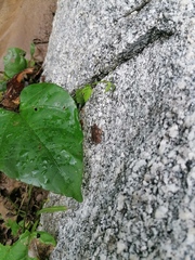 Incilius marmoreus
