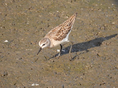 Calidris pusilla