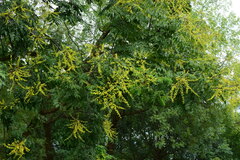 Koelreuteria paniculata