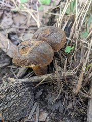 Boletellus chrysenteroides