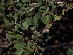 Indigofera nigromontana