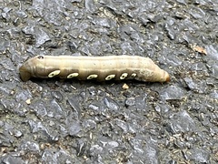 Eumorpha pandorus
