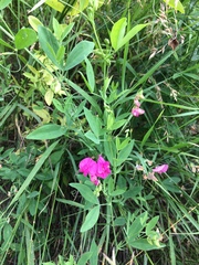 Lathyrus tuberosus