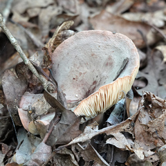 Lactifluus