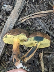 Boletellus chrysenteroides