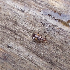 Anthocoridae