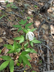 Clematis alpina sibirica