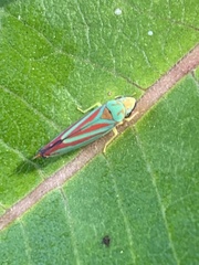 Graphocephala