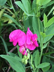 Lathyrus tuberosus