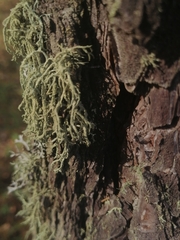 Evernia mesomorpha