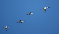 Platalea leucorodia