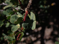 Indigofera nigromontana